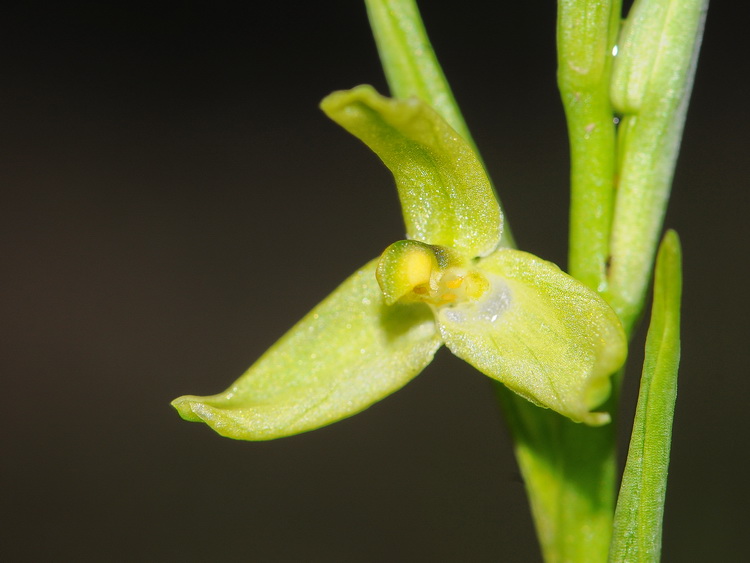 Lusus di Ophrys